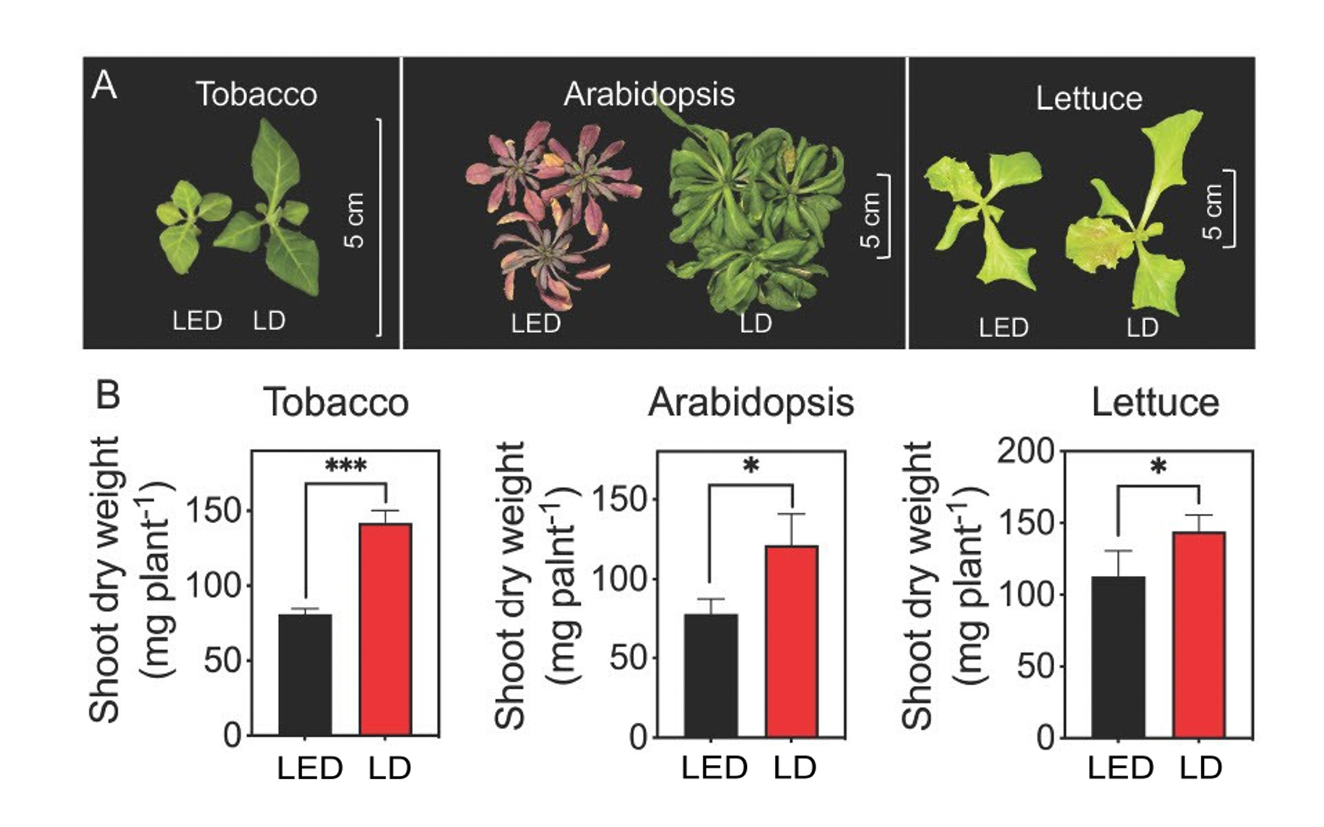 図は、A.生育状況と、B.乾燥重量に関するLDとLEDの有意差が示したもの