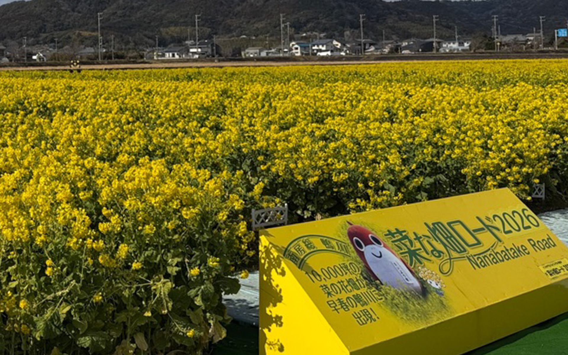 噂に聞いていて一度見てみたかった、菜な畑ロード！　1万坪の菜の花畑に春の気配を感じました。今年は3月8日までの開催だそうです