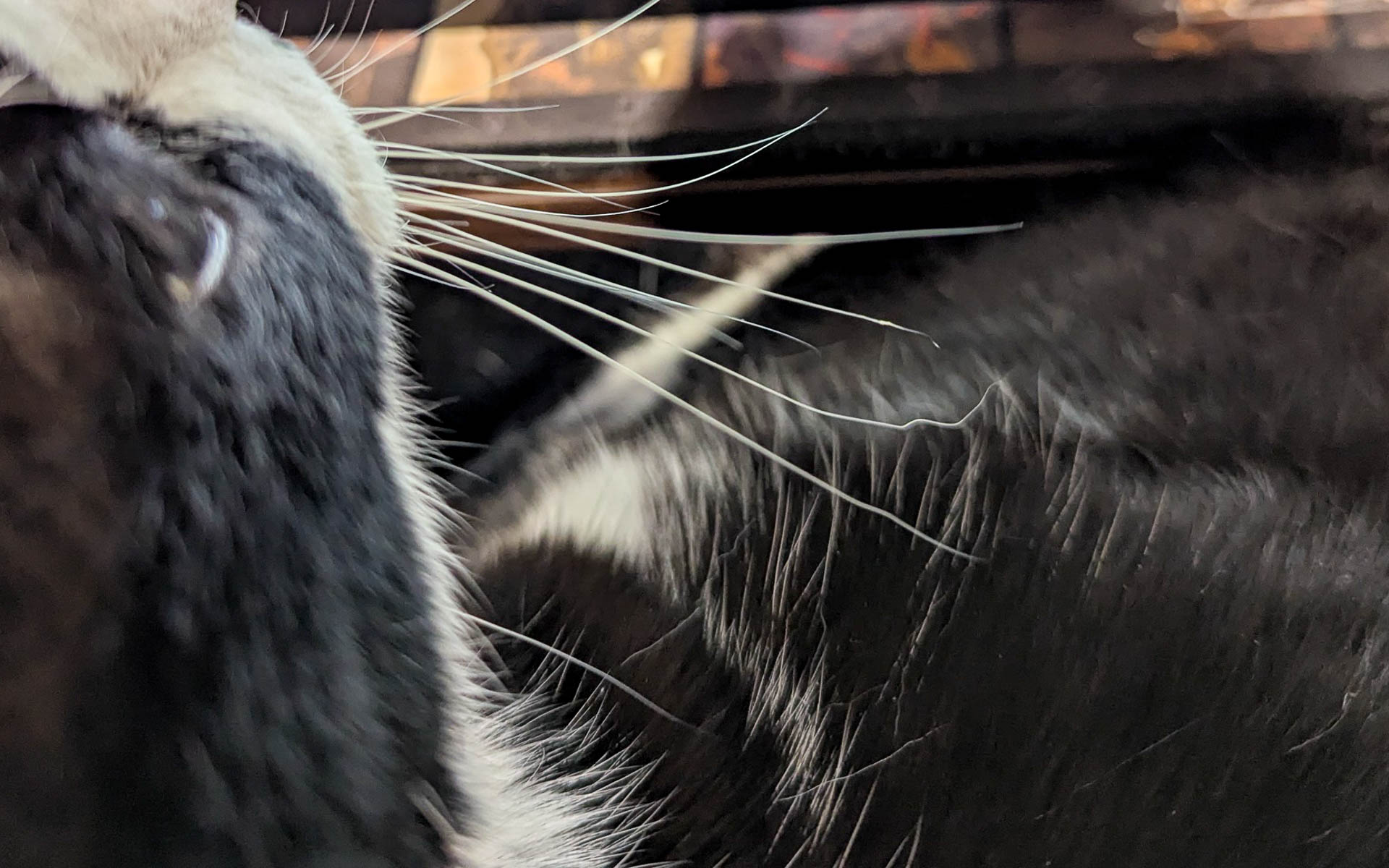 悲しい話とは裏腹に、ネコのかわいいおひげの寝癖を置いていきます。数日戻りませんでした（笑）