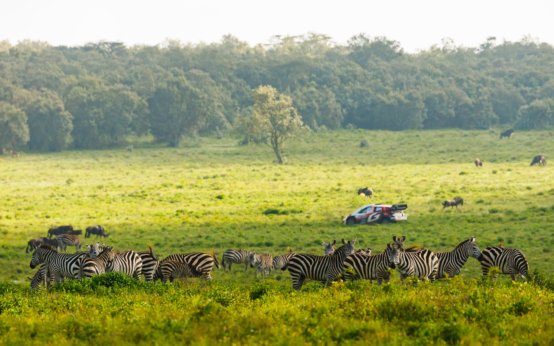 ラリー・ケニアを走る勝田貴元/アーロン・ジョンストン組