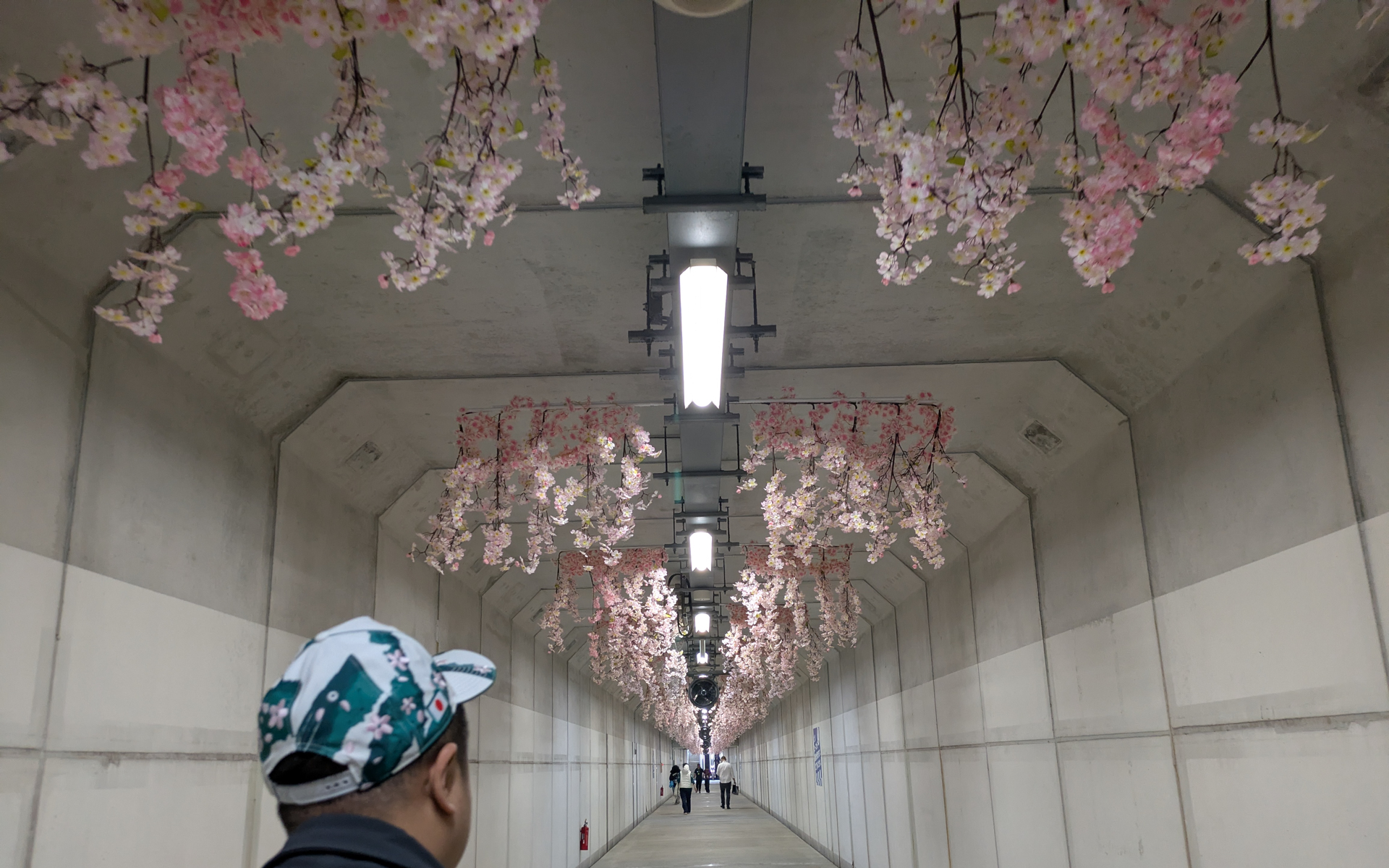 桜化粧が施されていたパドックへとわたるトンネル内