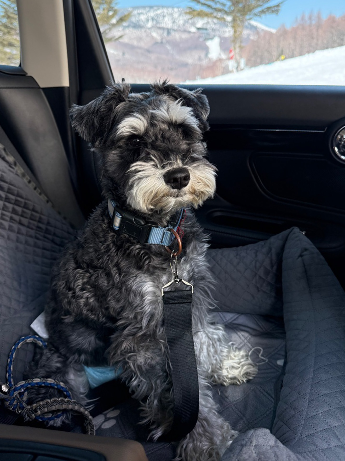 愛犬と一緒の旅では、誰かが交代で車内で待機することにしています。ゲレンデのすぐ目の前に駐車場があると、待ちながら滑るところが見られていいんですよね