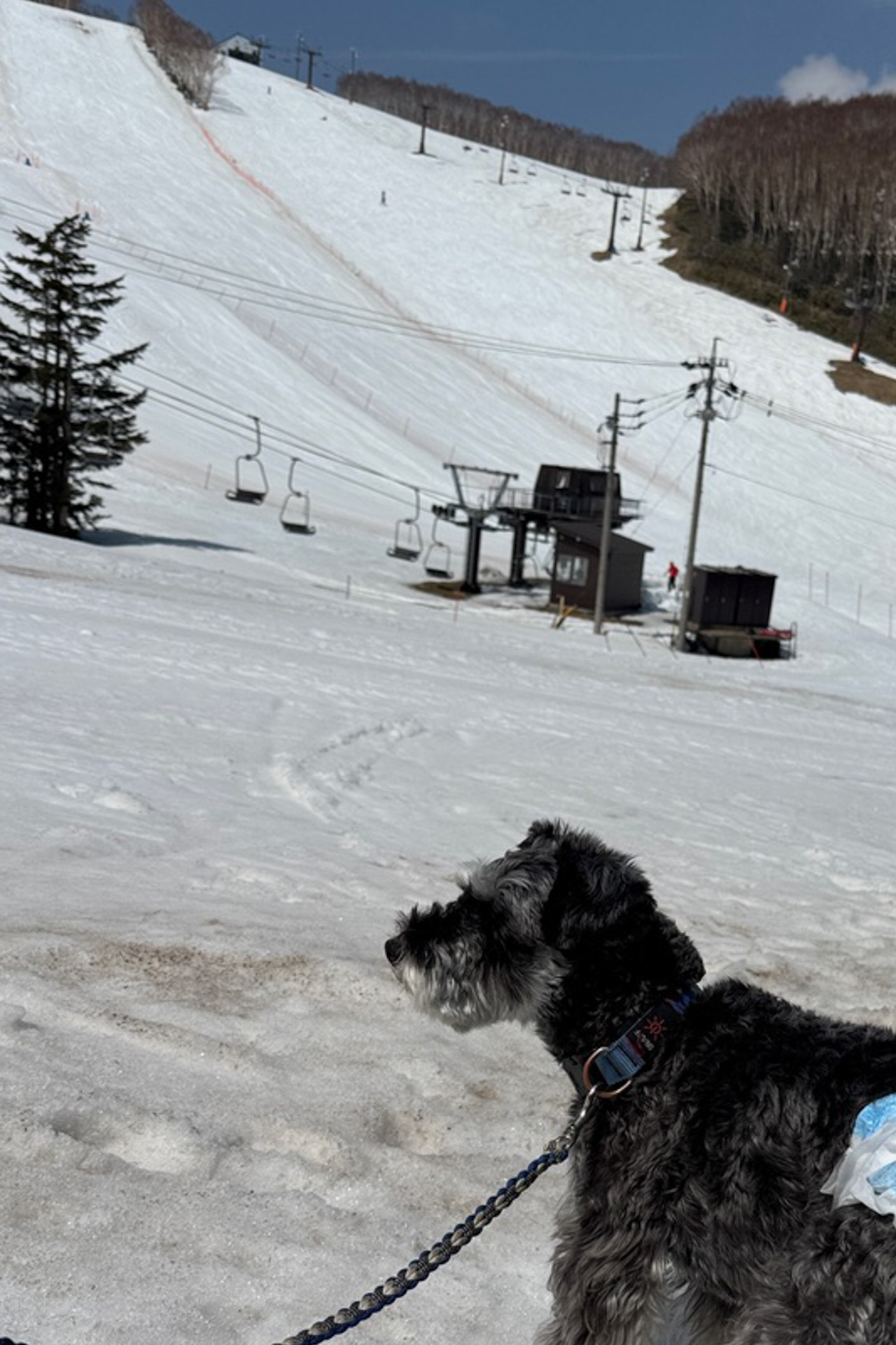 雪が大好きな愛犬は、たまに外に出ると大はしゃぎ。スキー場のスタッフの方も犬好きな人が多いようで、「うちもシュナウザーを飼ってるんですよ」なんて話しかけてくれました