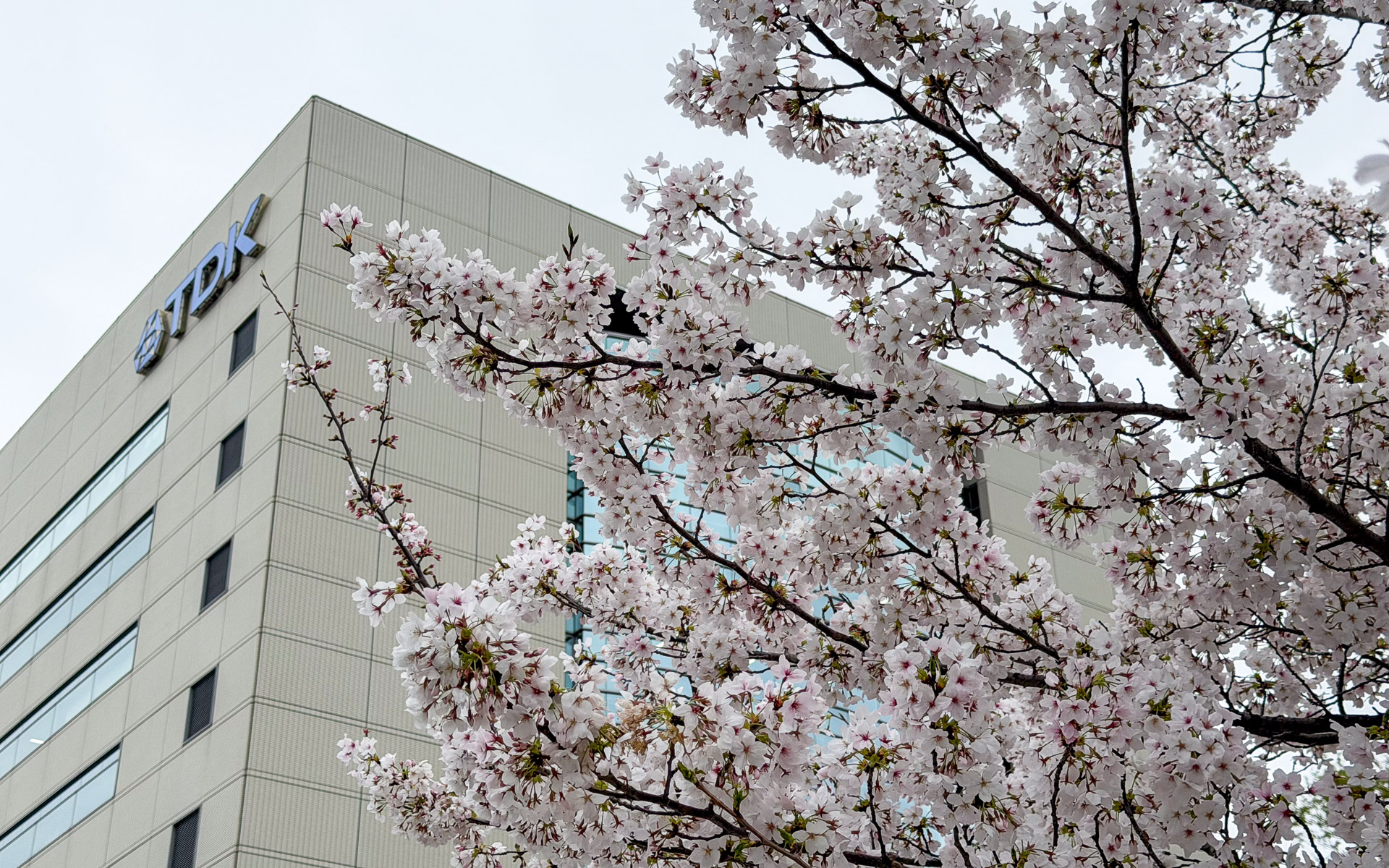 会場となったTDKテクニカルセンター（千葉県市川市）では桜が満開だった