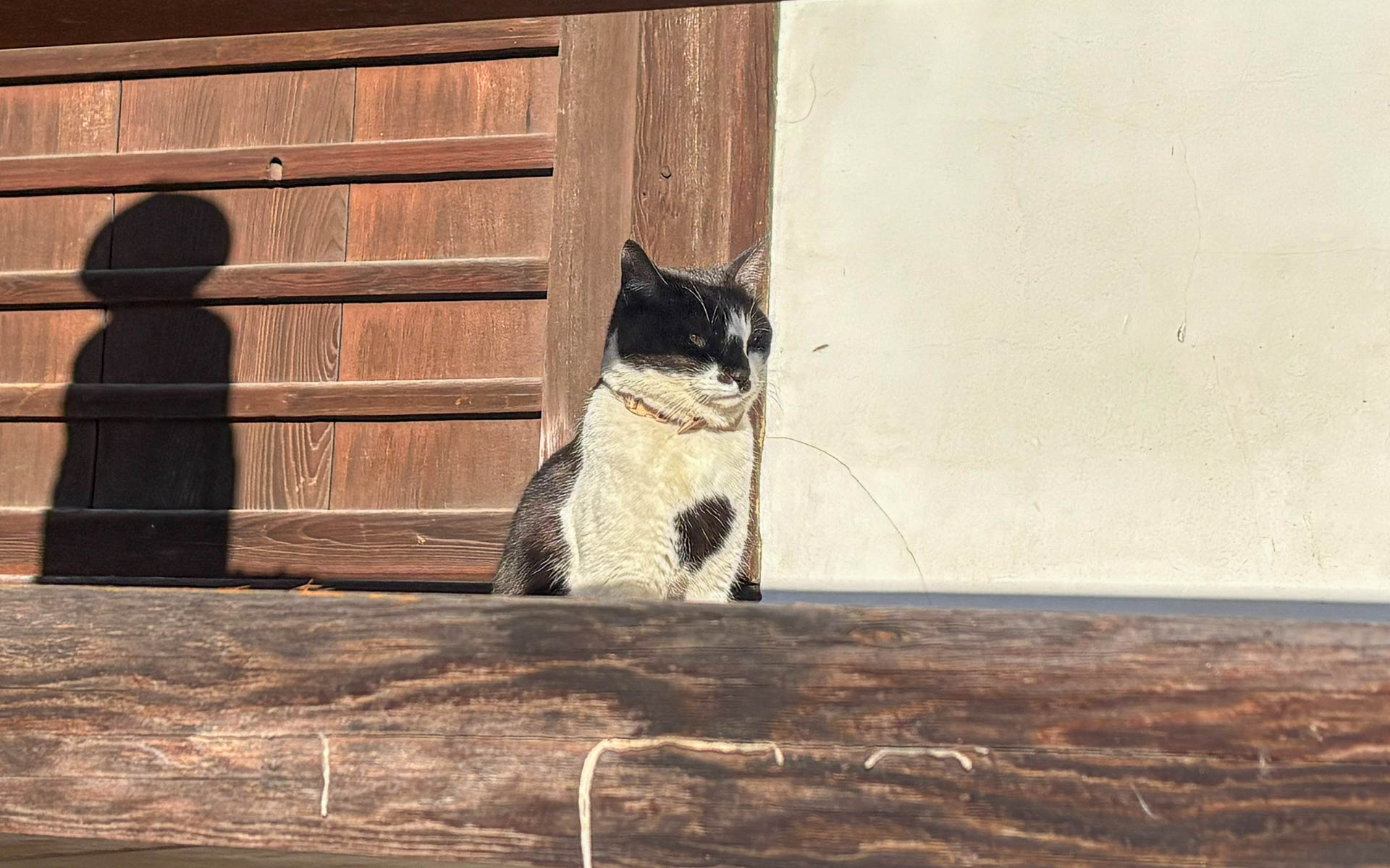 いつもならすることもない散歩をしたら、新たな出会いもあった