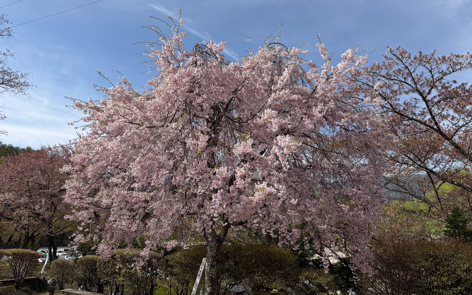スタート地点となる茅野市運動公園で満開となっているさくらは少なかったが、標高の高い聖光寺では見ごろとのこと