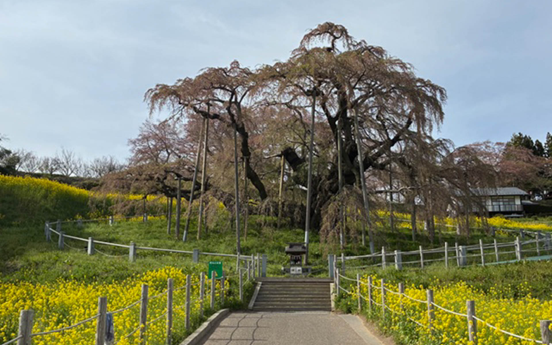 よく写真で見る三春滝の一本桜。すでに花は散っていたがその威容に圧倒された。柚餅子が名産らしい
