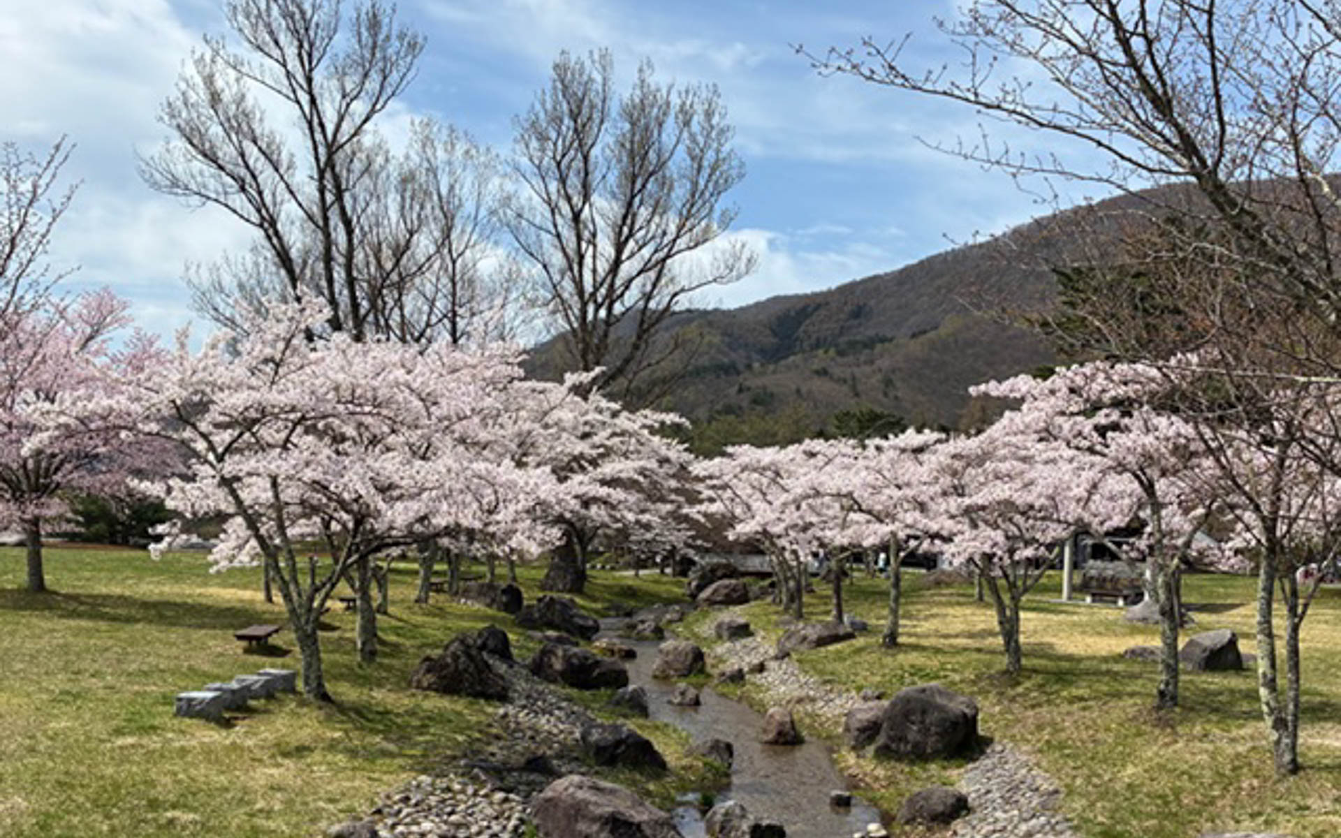 郡山石筵ふれあい牧場に隣接した桜の林。ウサギやヤギ、馬もいて家族連れの多い憩いの地