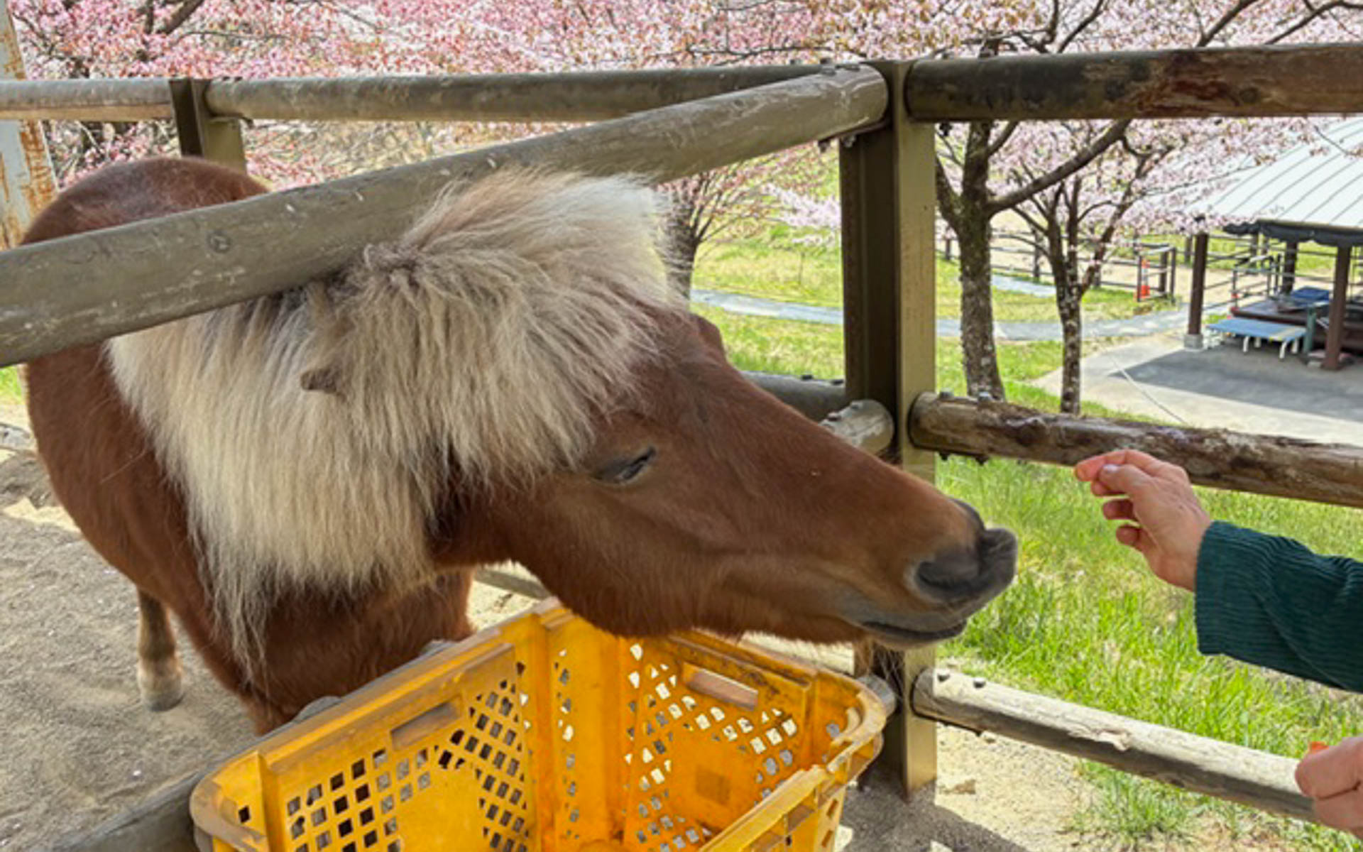 足の太い働き者（？）の元気な馬がニンジンをせがんで長い顔を向けてくる