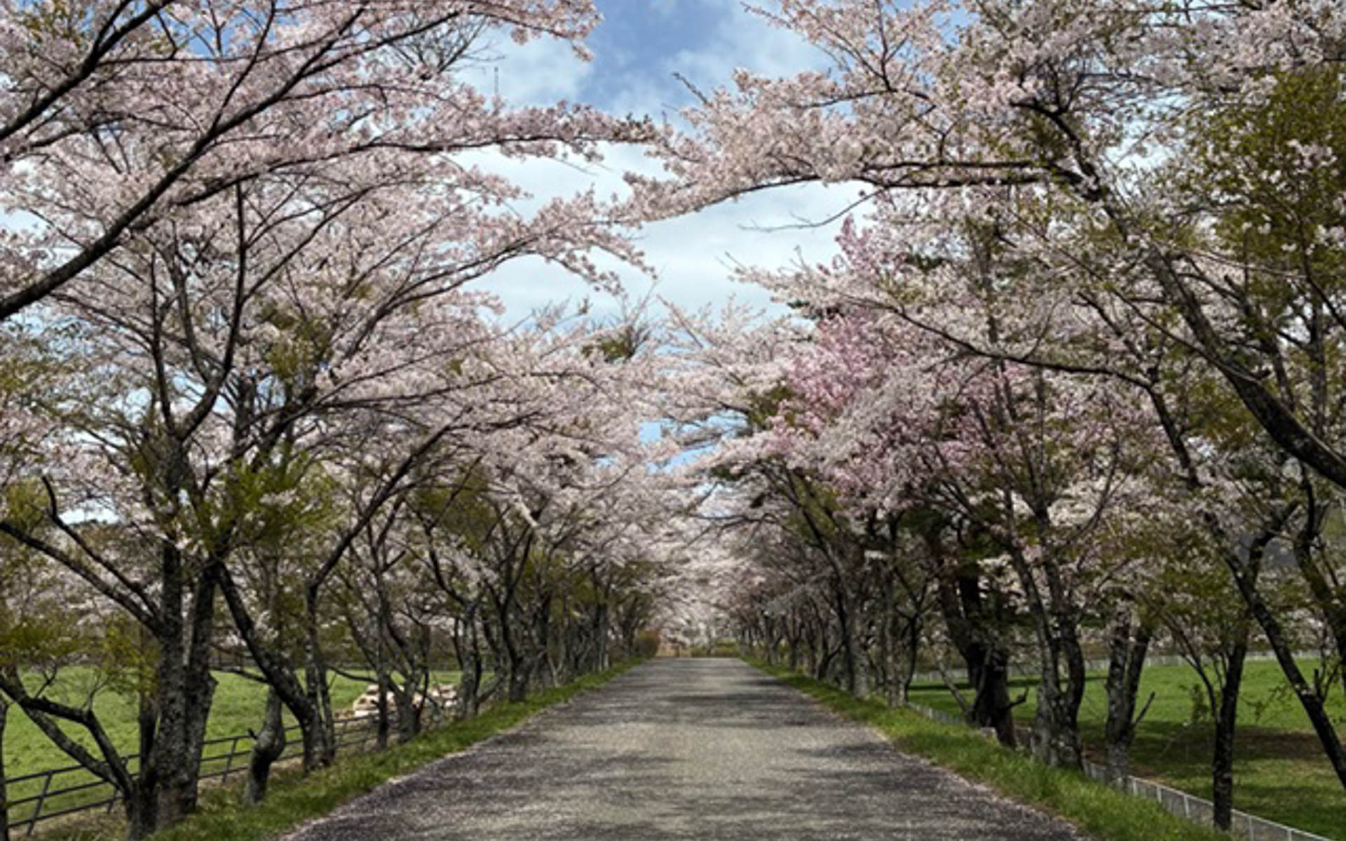 牛舎から見た桜並木。両脇は牧場になっており乳牛が放牧されている。柵まで行くと好奇心旺盛な牛が寄ってきた