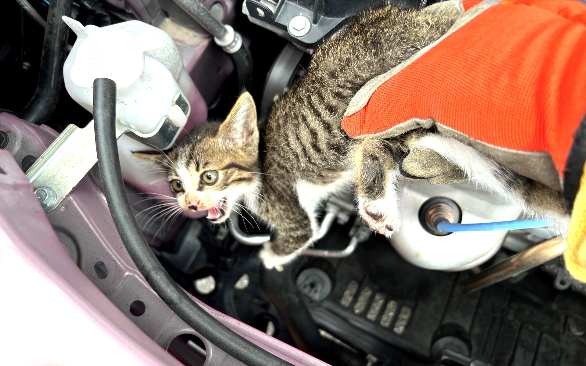6月は猫に関するトラブルが発生しやすい季節