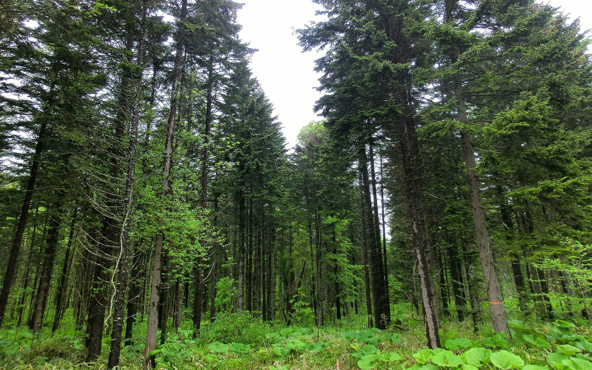 北海道産トドマツから抽出した天然精油を活用。これまで自然廃棄されていた未利用の枝葉を有効活用し、樹木の香りで空気の質を改善する