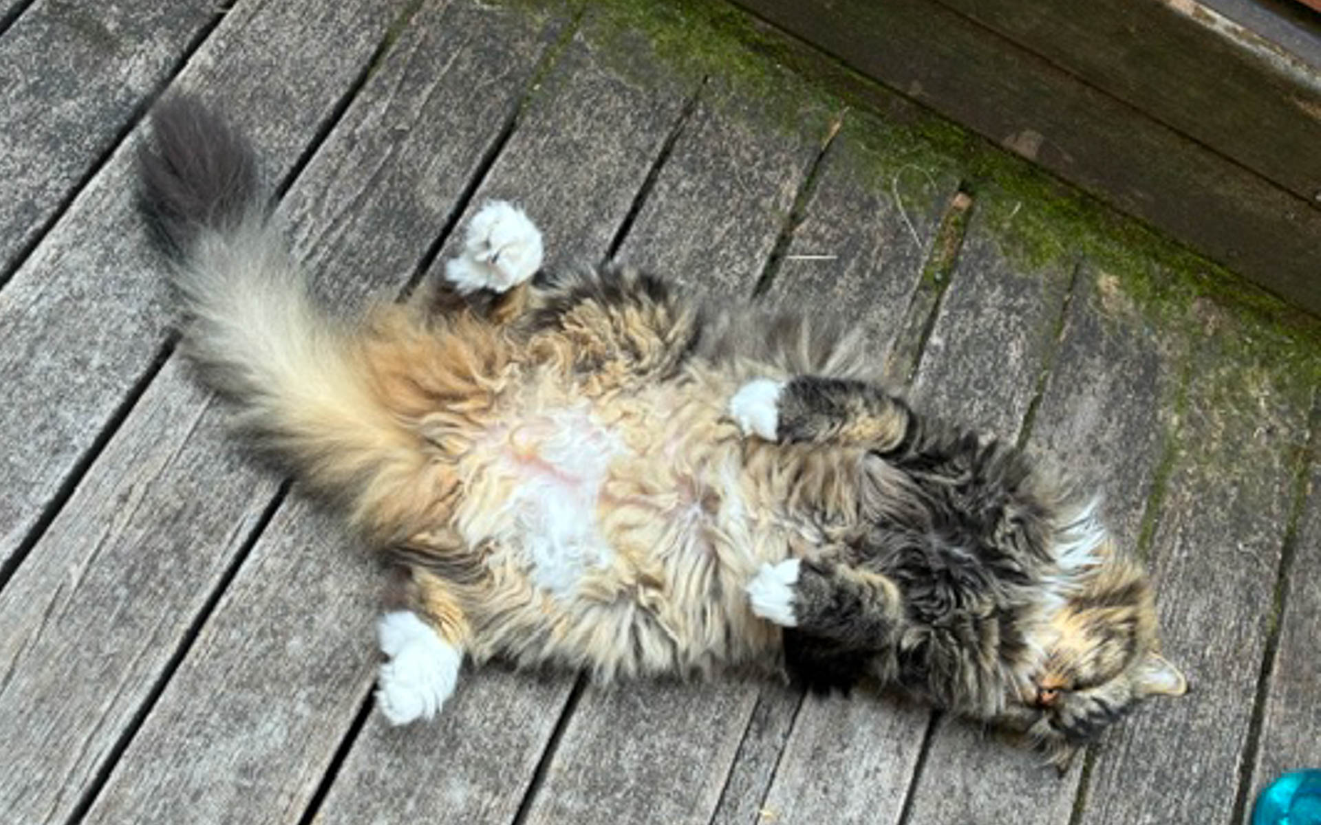 それに比べてヤンチャ坊主のムクは……。昼寝姿はかわいいが、動物病院の先生からも警戒される