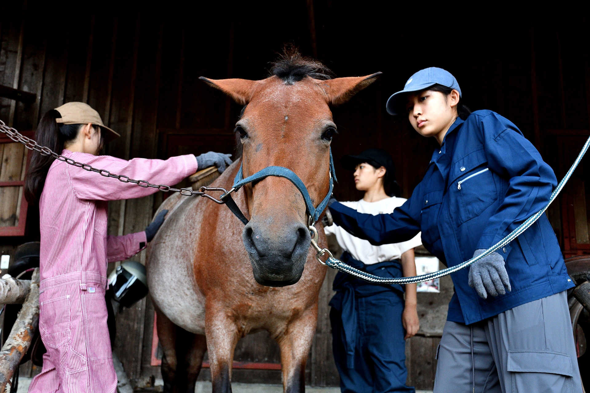 まずはトラクターのない時代の生活の相棒だった馬を捕まえることからプログラムはスタート。トラクターがいかに便利で効率の良いものかを体験