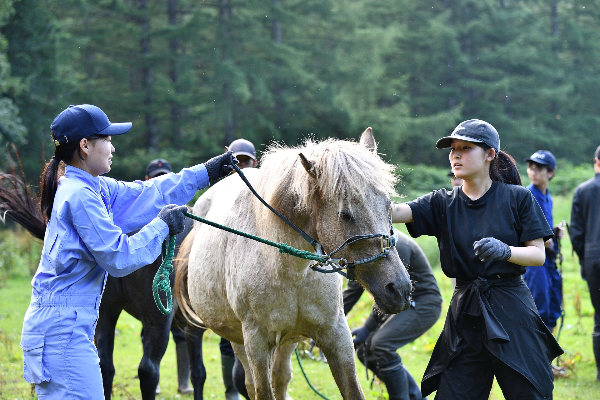 まずはトラクターのない時代の生活の相棒だった馬を捕まえることからプログラムはスタート。トラクターがいかに便利で効率の良いものかを体験