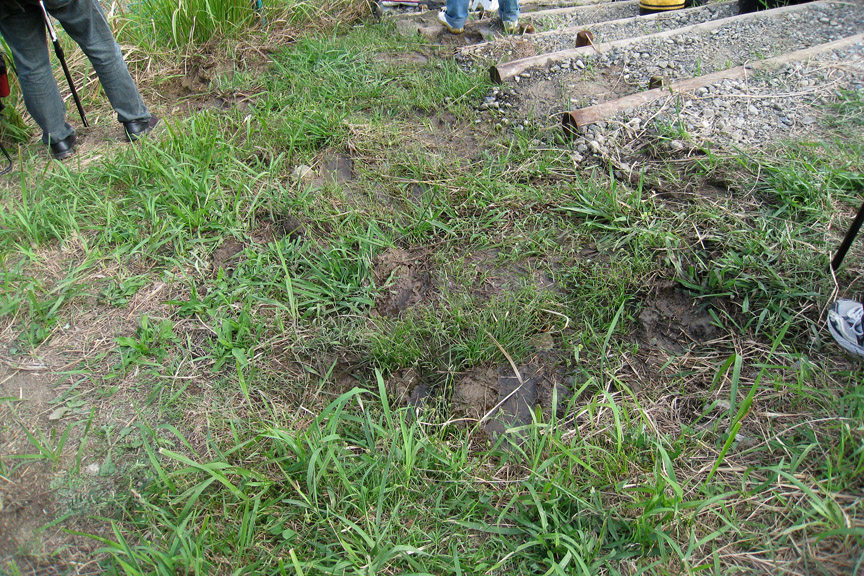 常設席左側の土手の湧き水。晴れていてもドロドロになってしまう