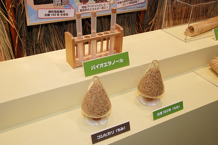 バイオエタノールの原料は、収穫量がコシヒカリの1.5倍もある飼料用品種「北陸193号」