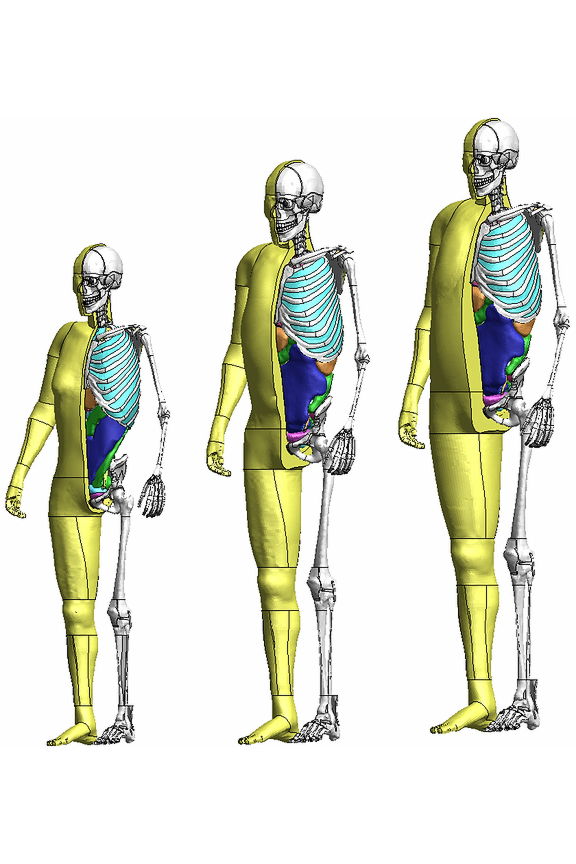左から小柄女性、平均男性、大柄男性