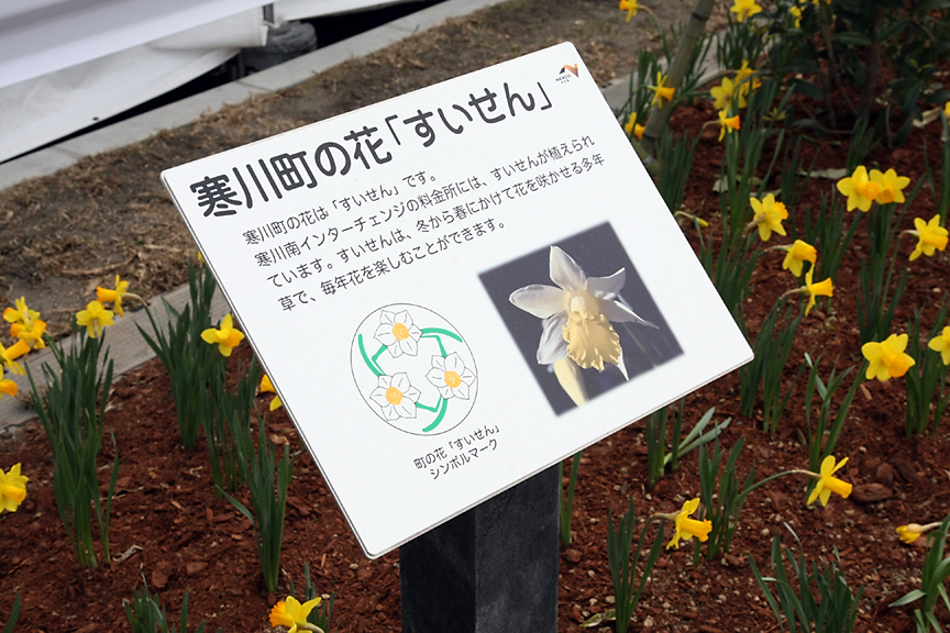 料金所脇には寒川町の花「すいせん」、同町木「もくせい」、茅ヶ崎市の花「つつじ」などが植えられている