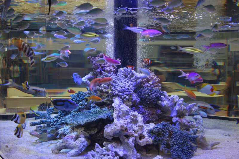 美ら海水族館の魚たちを展示していた沖縄ブース。この他にもいくつかの道府県が展示を行っていた