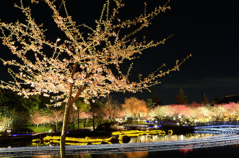 河津桜はなばなの里の会場内に咲いていて、アウトランダーPHEVとライトアップされた河津桜を絡めた撮影はできなかったものの、会場内ではとても美しい夜桜やイルミネーションを楽しむことができた。このライトアップが行われているのは3月31日まで。行ったことがない方は、ぜひ現地で春を感じていただきたい