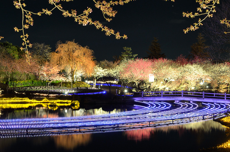 河津桜はなばなの里の会場内に咲いていて、アウトランダーPHEVとライトアップされた河津桜を絡めた撮影はできなかったものの、会場内ではとても美しい夜桜やイルミネーションを楽しむことができた。このライトアップが行われているのは3月31日まで。行ったことがない方は、ぜひ現地で春を感じていただきたい