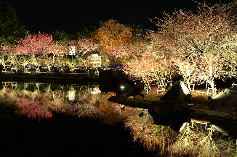 河津桜はなばなの里の会場内に咲いていて、アウトランダーPHEVとライトアップされた河津桜を絡めた撮影はできなかったものの、会場内ではとても美しい夜桜やイルミネーションを楽しむことができた。このライトアップが行われているのは3月31日まで。行ったことがない方は、ぜひ現地で春を感じていただきたい
