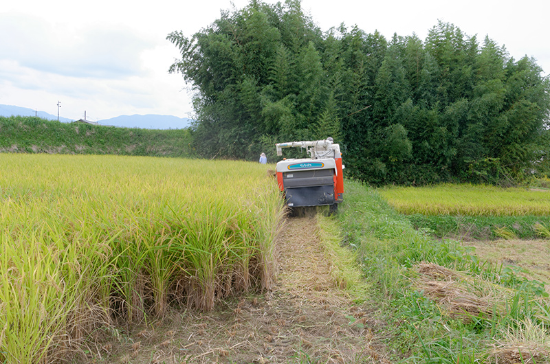 明日香村では稲刈りが始まっていた。害獣被害も多いが、当日は台風も接近していたため、収穫を急いでいるという