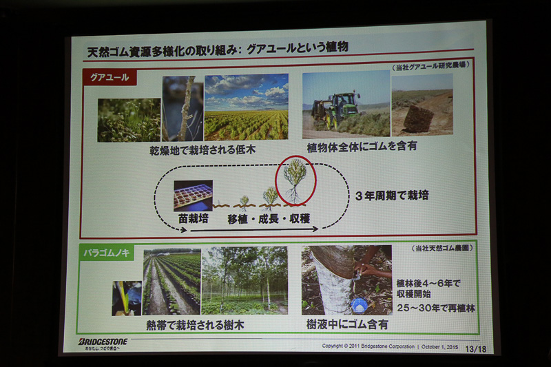 グアユールは根っこから葉っぱまで全ての組織に天然ゴム成分が含まれているので、収穫時は一括して取り込む。それに対してパラゴムノキは、幹に傷を付けて樹液を取り出す採取法で手間がかかる。さらに育成にかかる時間もグアユールのほうが短い