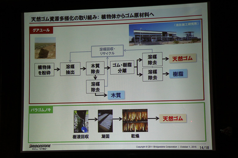 グアユールのデメリットは、天然ゴム成分を取り出すために複雑な工程と機材を要する部分。このような面があると非効率に思えるが、栽培における生産性が高いので十分採算性もあるとのこと