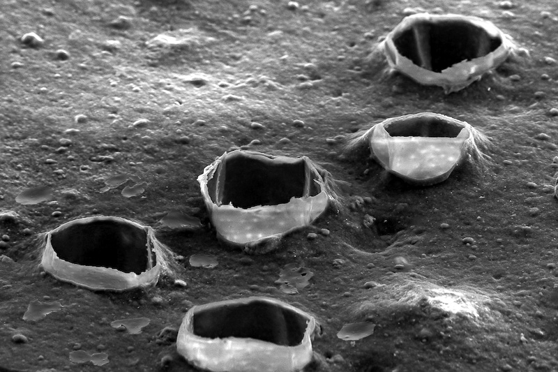 iceGUARD 5 PLUSで採用されるエボ吸水ホワイトゲルの顕微鏡写真（写真左、2500倍モード）、スーパー吸水ゴムの顕微鏡写真（写真中、50倍モード）、新マイクロ吸水バルーンの顕微鏡写真（写真右、200倍モード）。エボ吸水ホワイトゲルは従来から最大で30倍の拡大に成功しており、氷への密着効果と吸水効果を補完