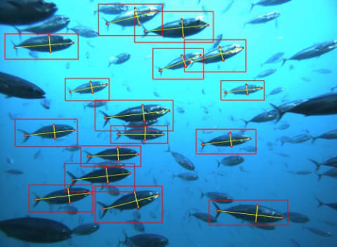 豊田通商とNEC、新たな養殖魚サイズ測定自動化サービスを共同開発