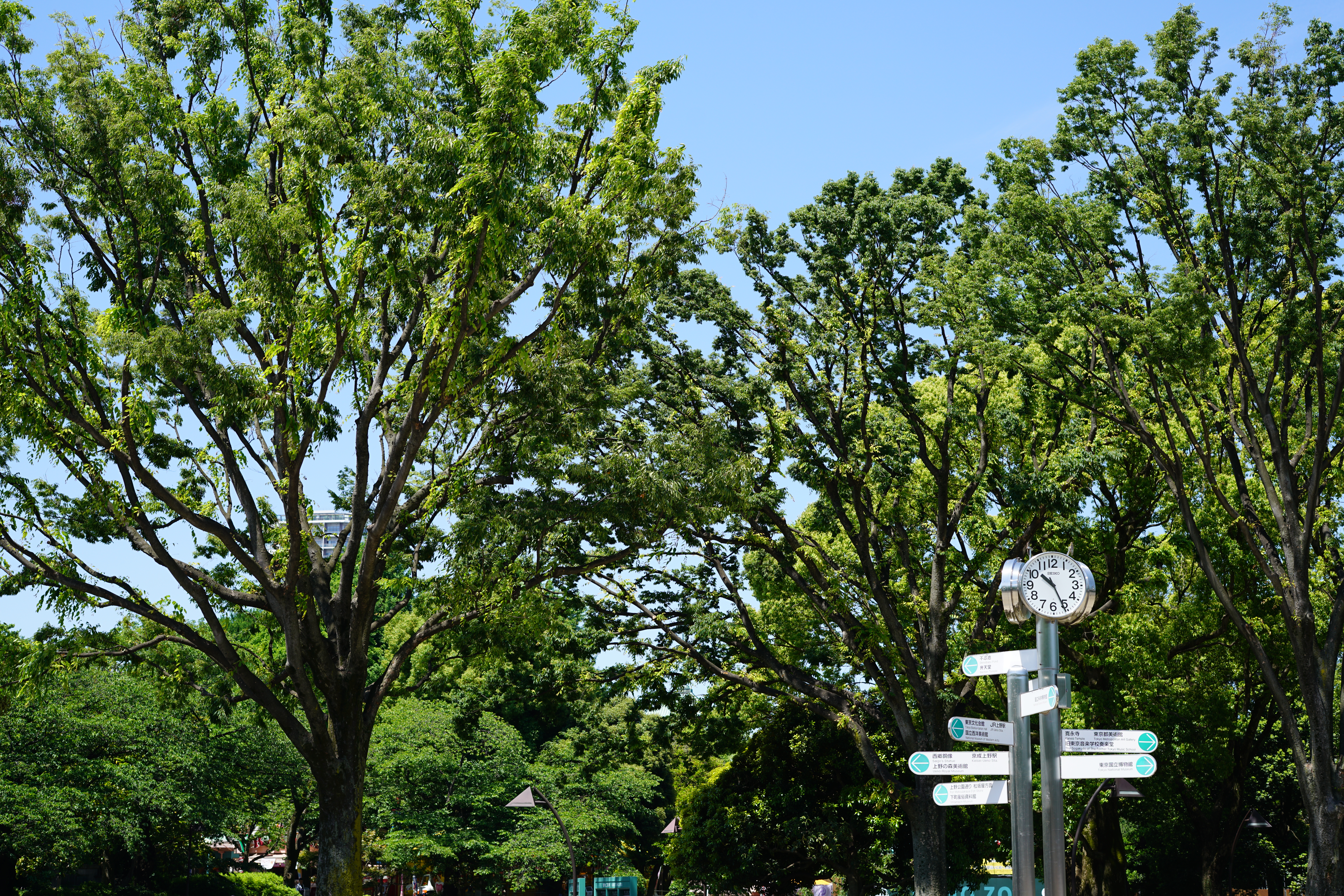 α7R II / 1/250秒 / F5.6 / 0EV / ISO100 / 絞り優先AE / 50mm