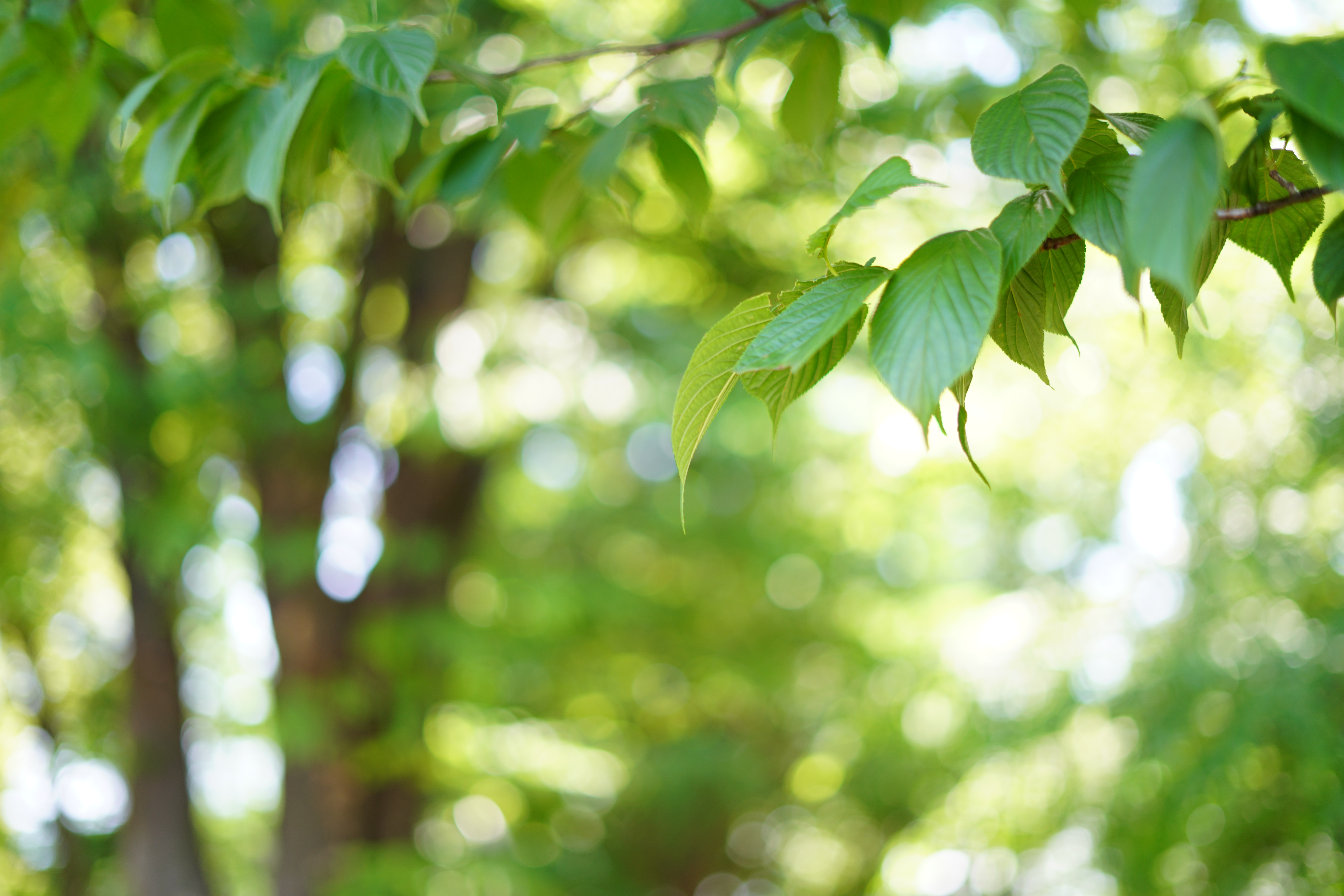 α7R II / 1/125秒 / F1.8 / +1EV / ISO100 / 絞り優先AE / 50mm