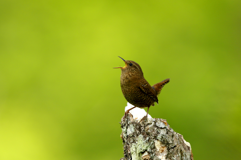 EOS 7D Mark II / EF500mm F4L IS II USM / 1/500秒 / F5.6 / ISO400 / 絞り優先AE / 700mm（1.4倍テレコン使用）