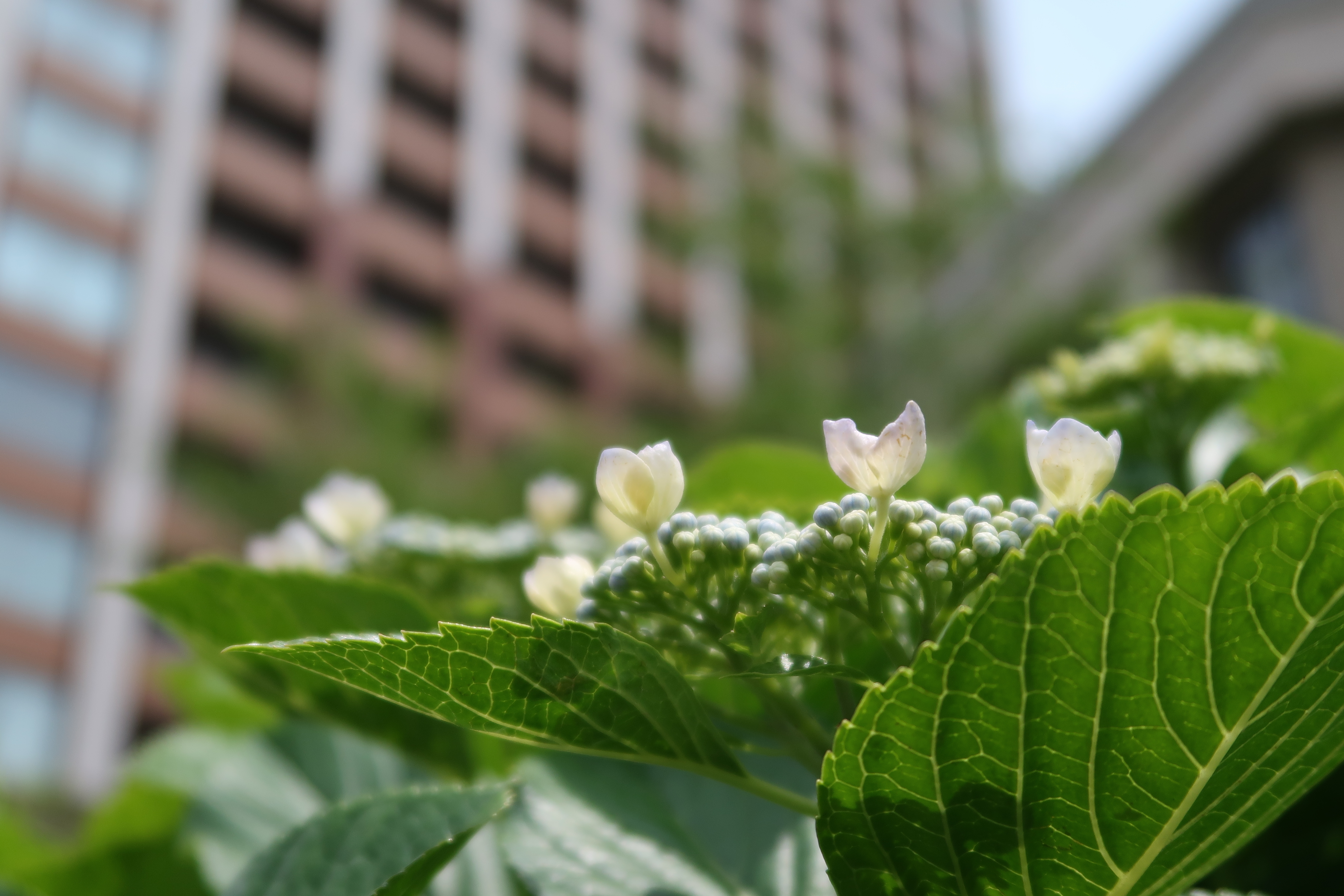 ISO125 / F2.5 / 1/400秒 / 17.9mm
