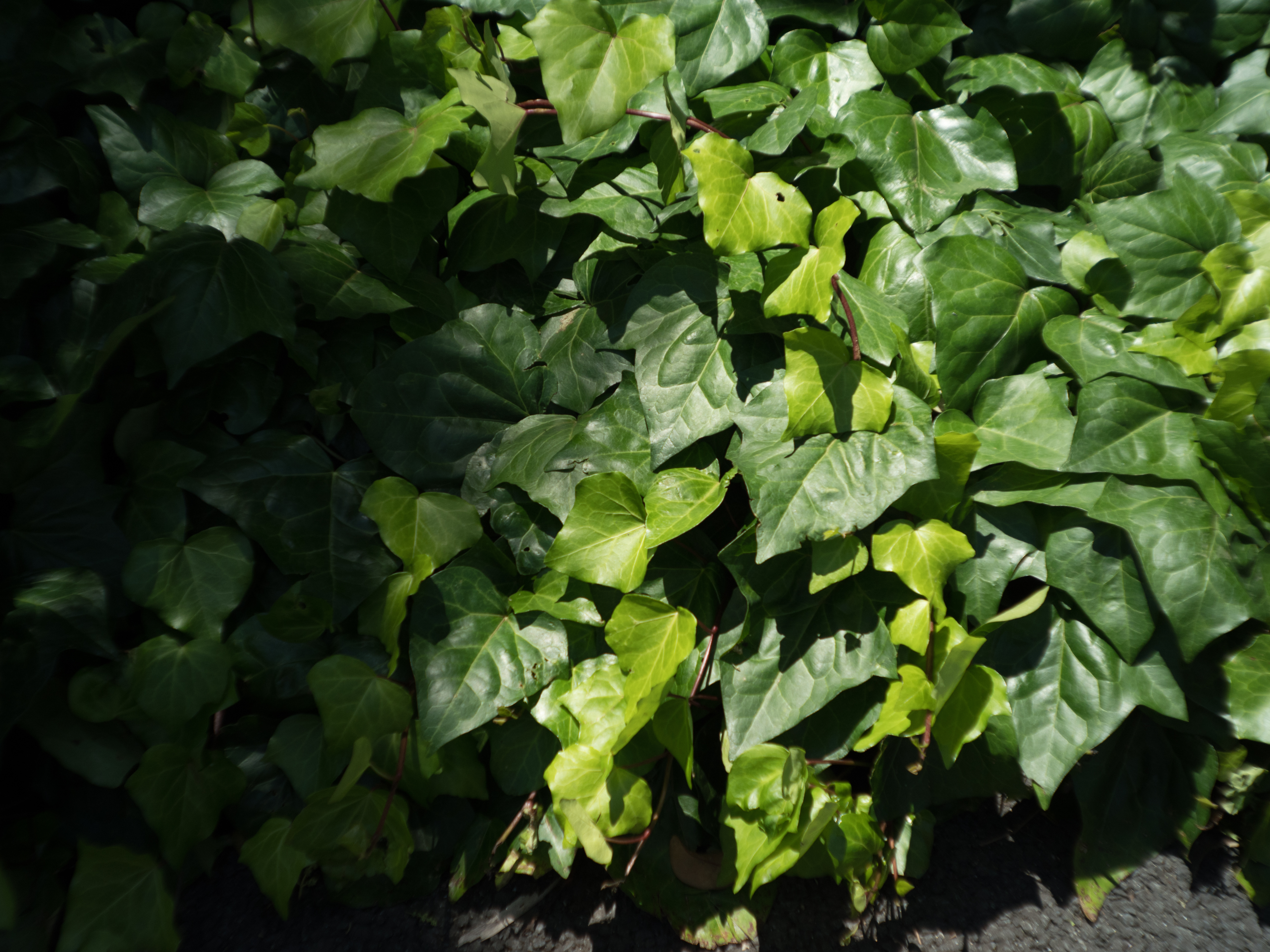 PEN-F / LC-A Minitar-1 Art Lens 2.8/32 M / 1/1,250秒 / F5.6 / -0.7EV / ISO200 / WB:オート