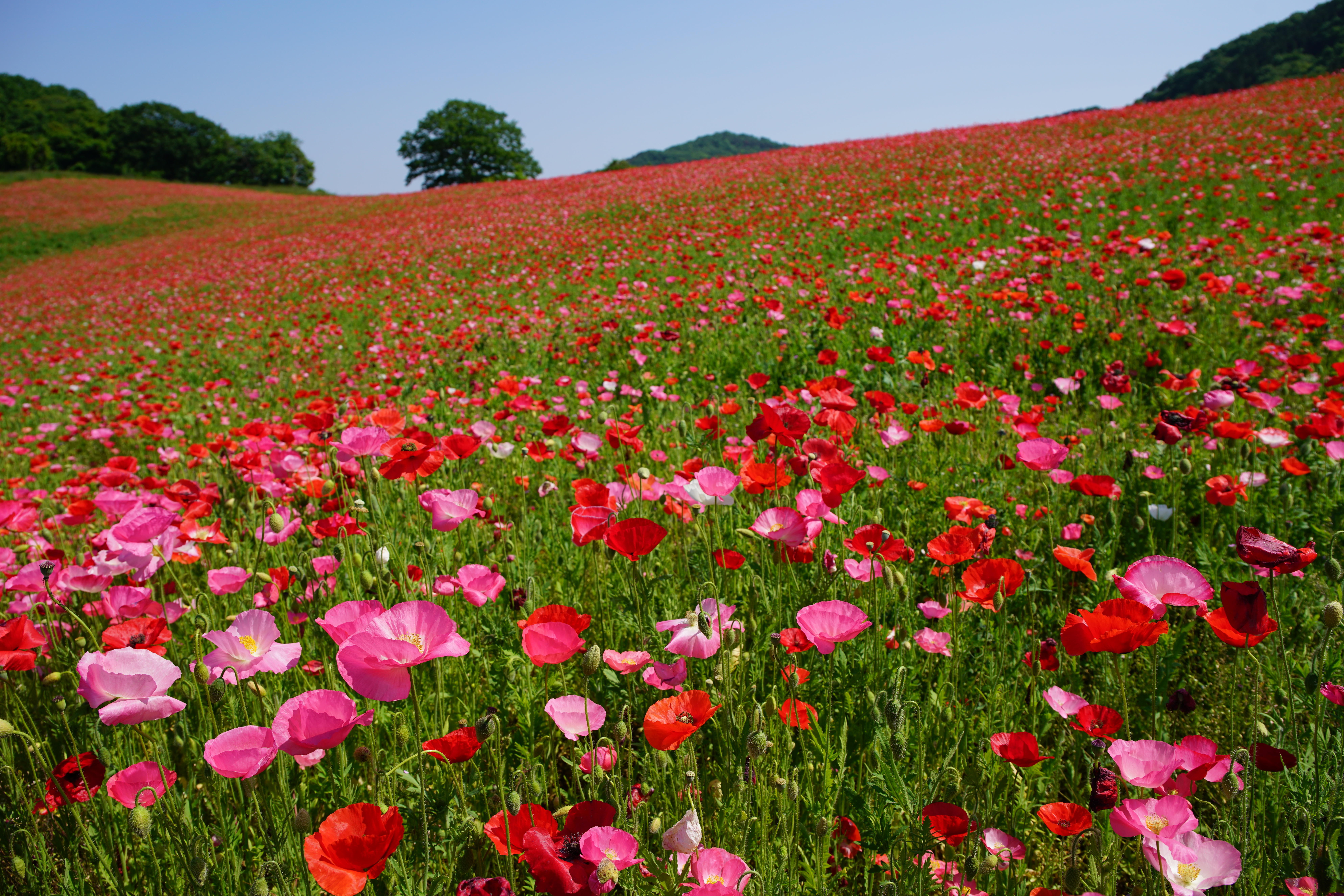 α7R II / 1/320秒 / F8 / ISO100 / 絞り優先AE / 28mm / 撮影場所：秩父高原牧場の天空のポピー