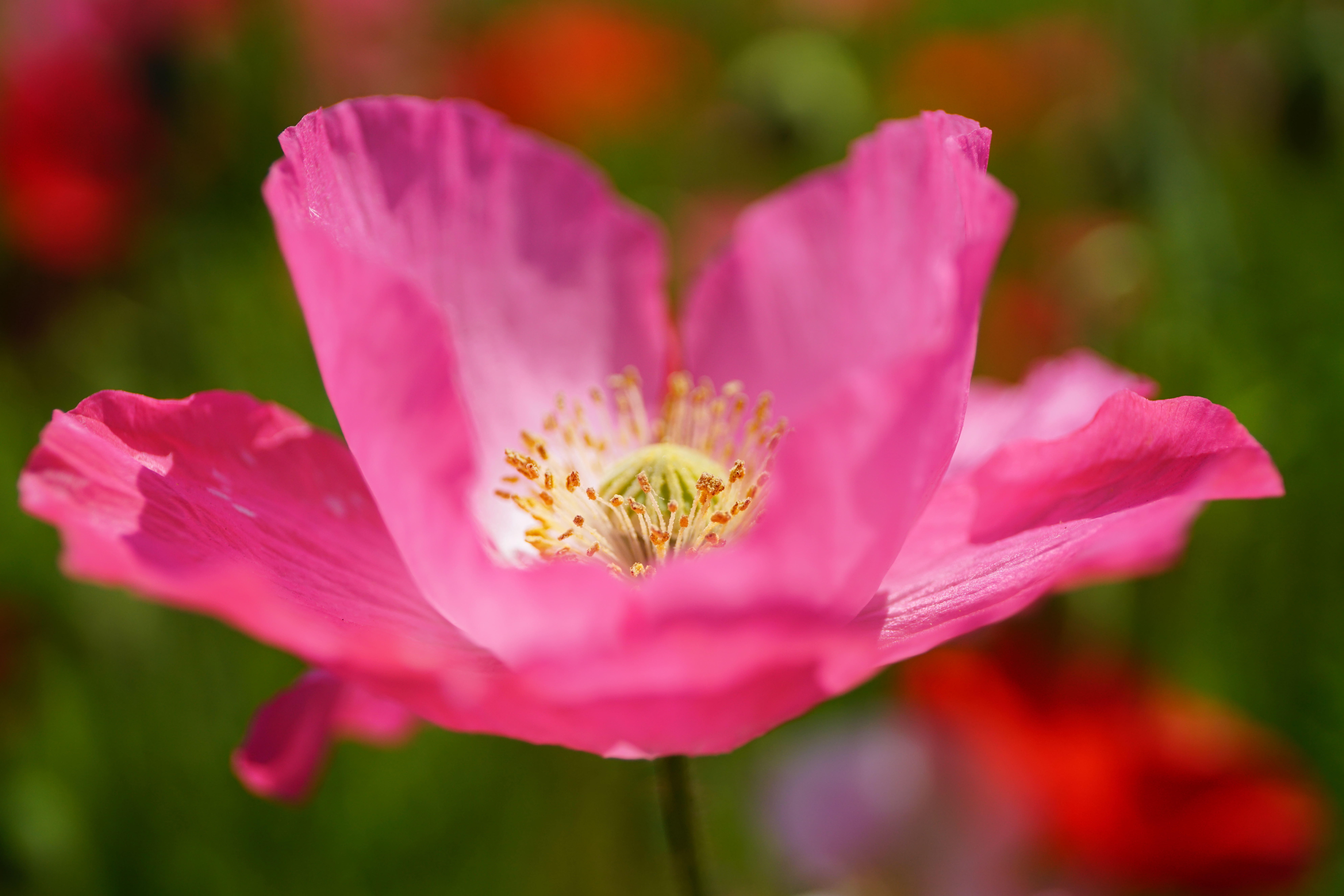 α7R II / 1/2,500秒 / F4 / ISO400 / 絞り優先AE / 80mm / 撮影場所：秩父高原牧場の天空のポピー