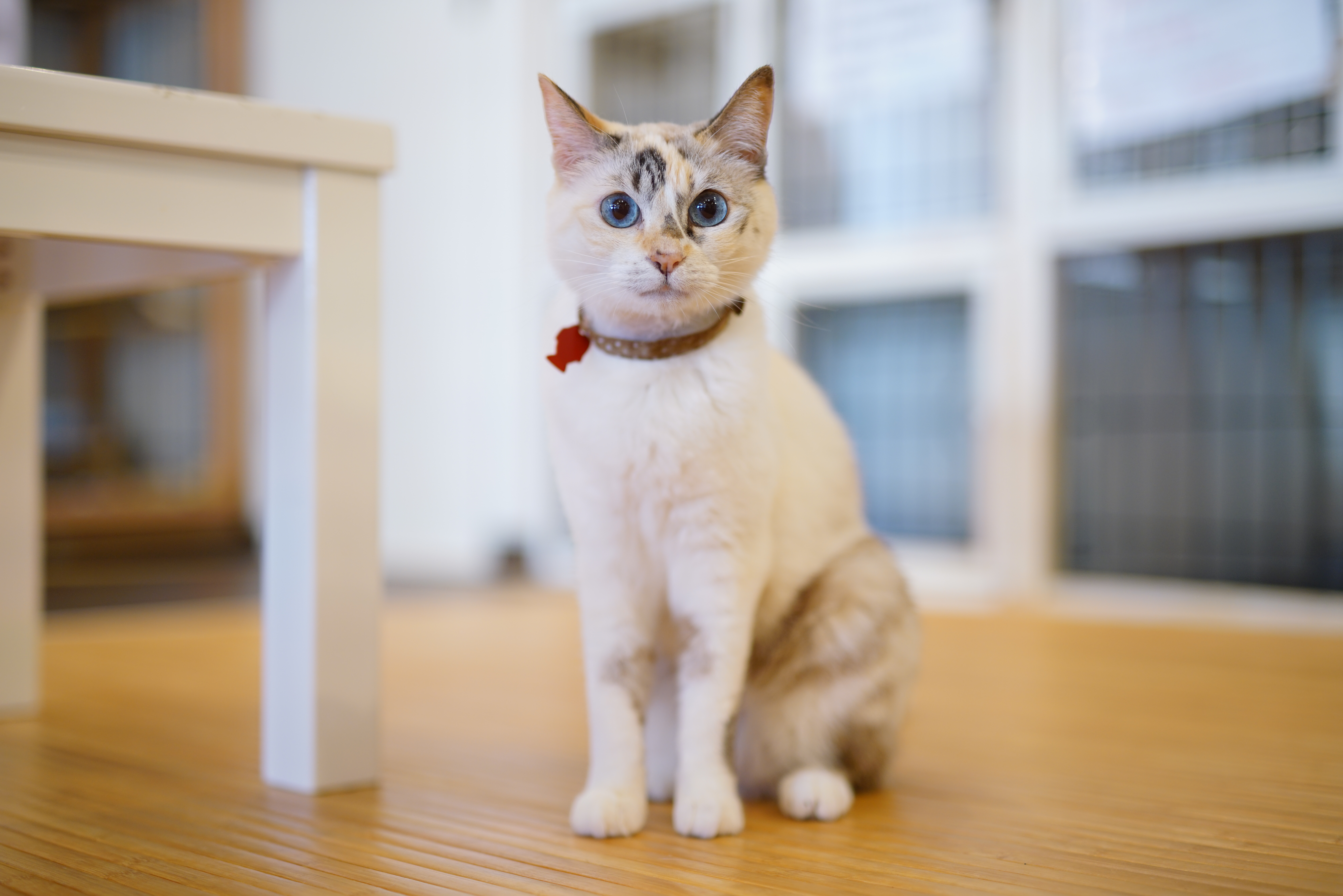 α7R II / 1/60秒 / F1.4 / ISO250 / 絞り優先AE / 50mm / 撮影場所：横浜関内の猫カフェMiysis