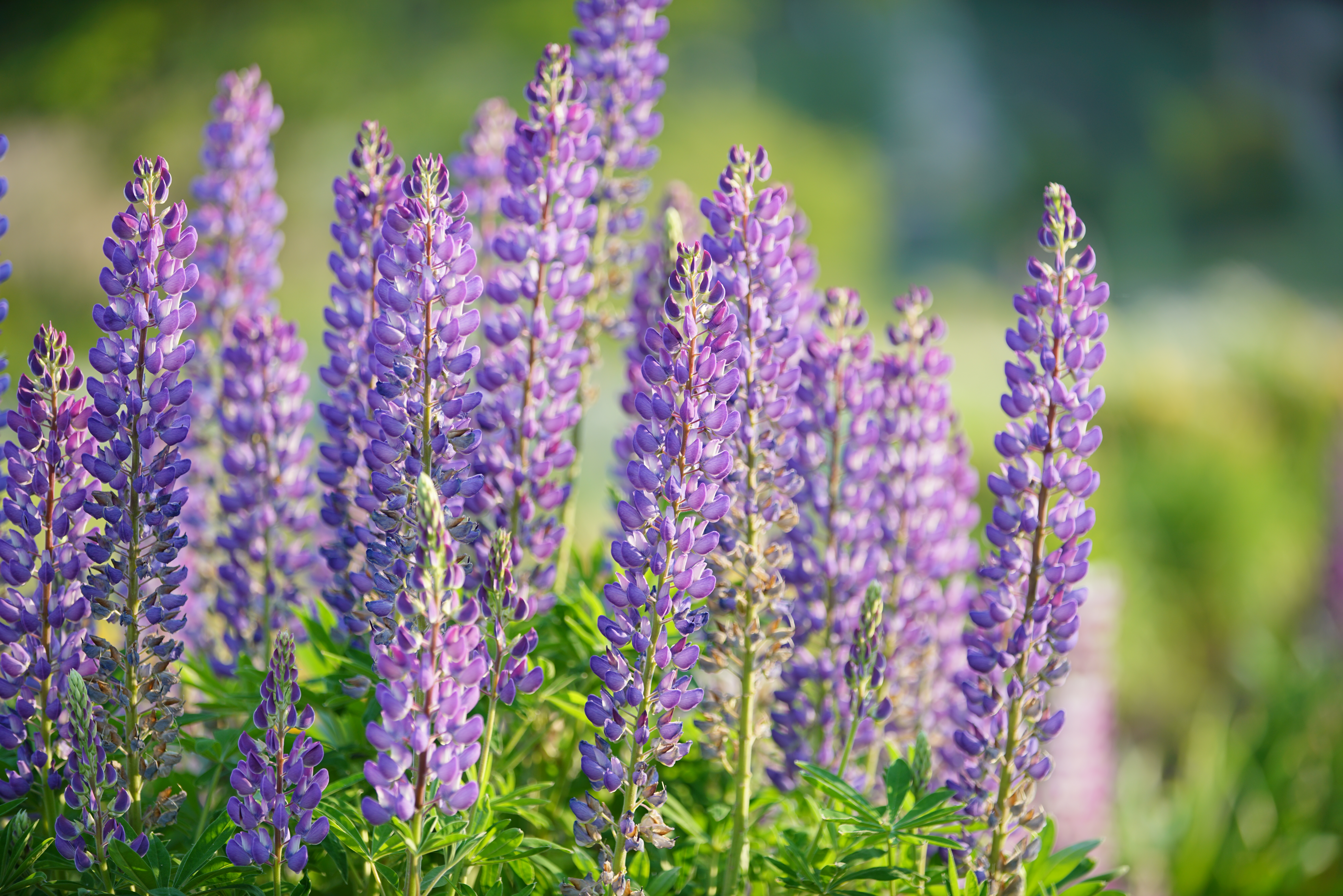 α7R II / 1/400秒 / F2.8 / ISO100 / 絞り優先AE / 140mm