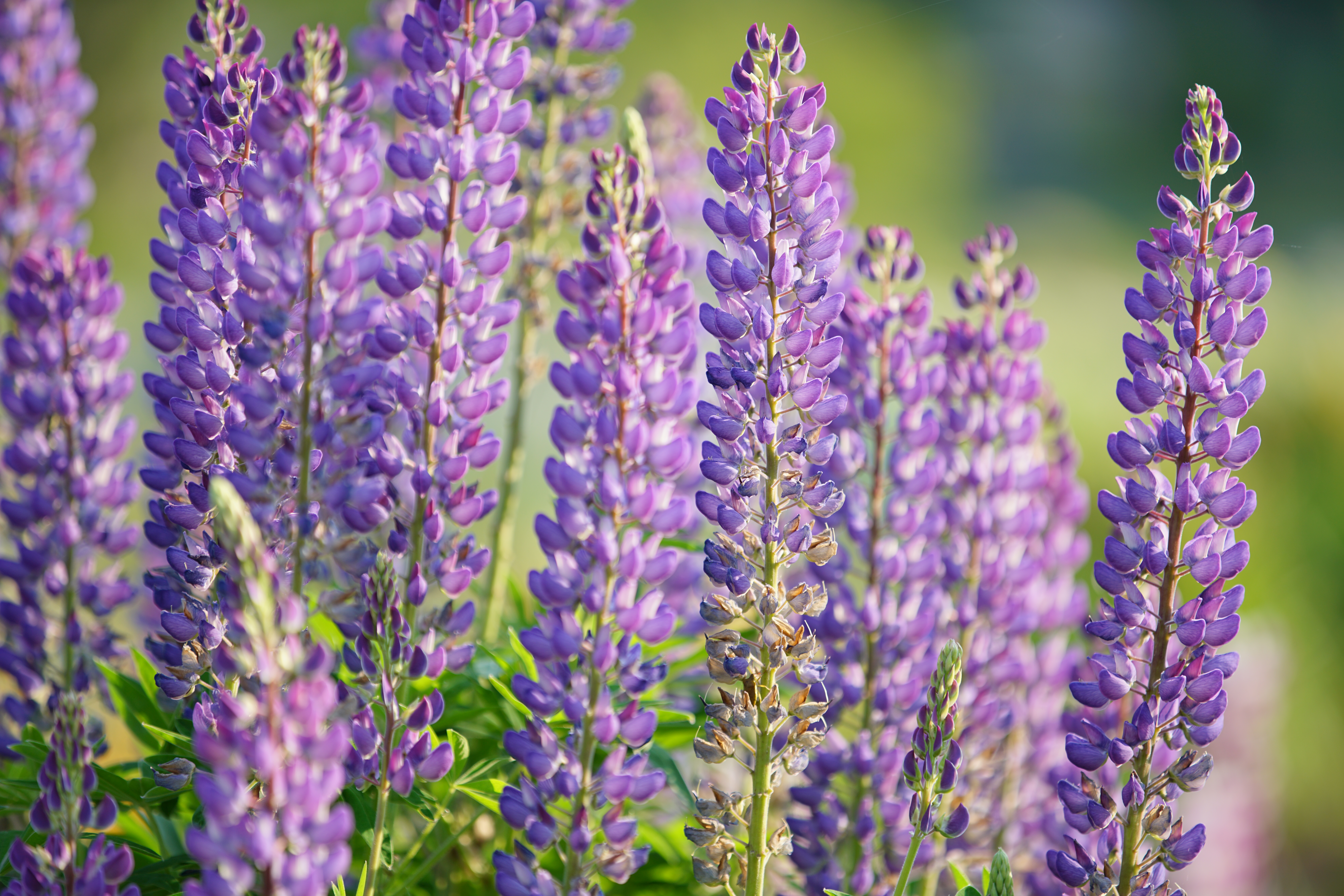 α7R II / 1/400秒 / F2.8 / ISO100 / 絞り優先AE / 200mm