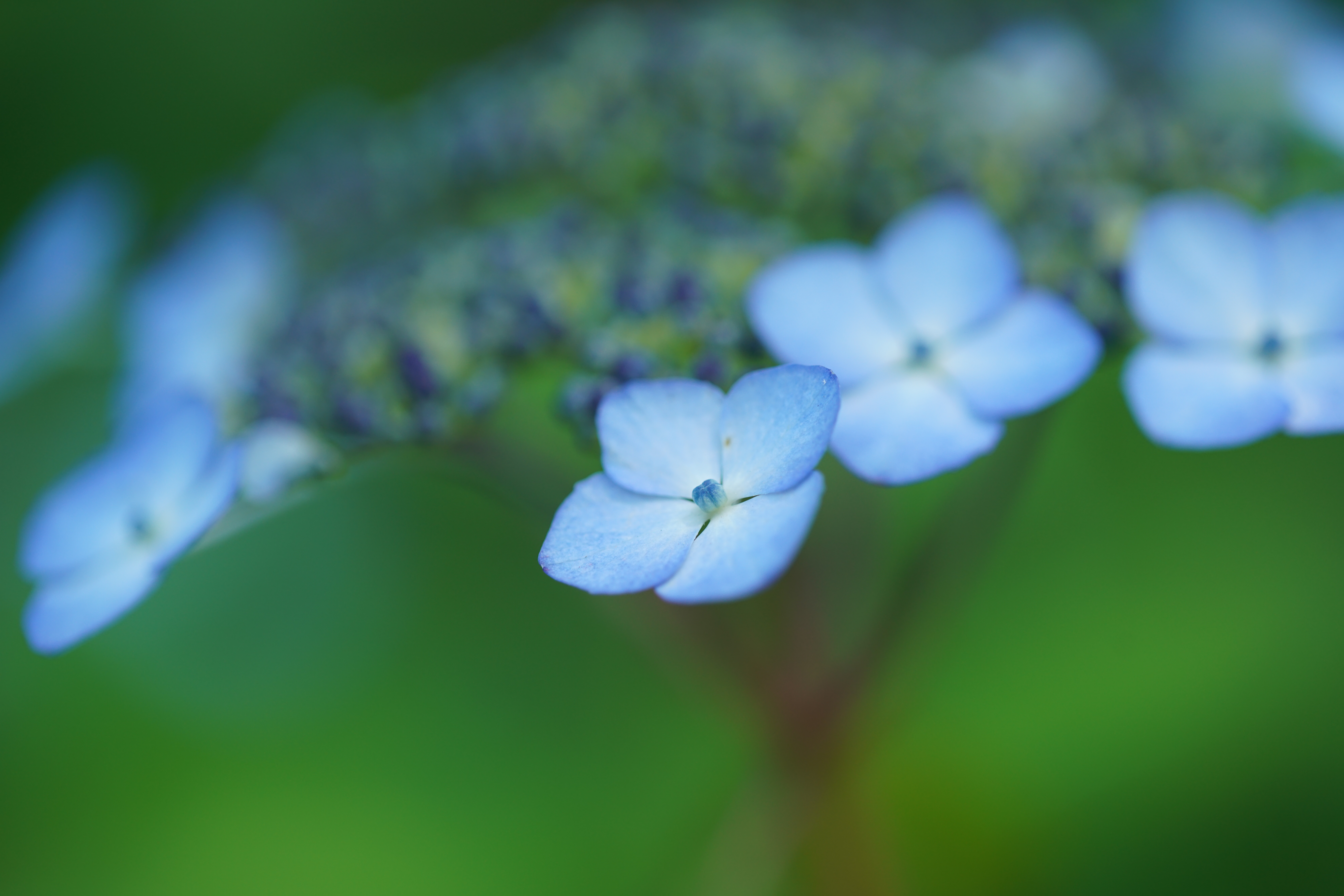 α7R II / 1/640秒 / F2.8 / ISO400 / 絞り優先AE / 100mm