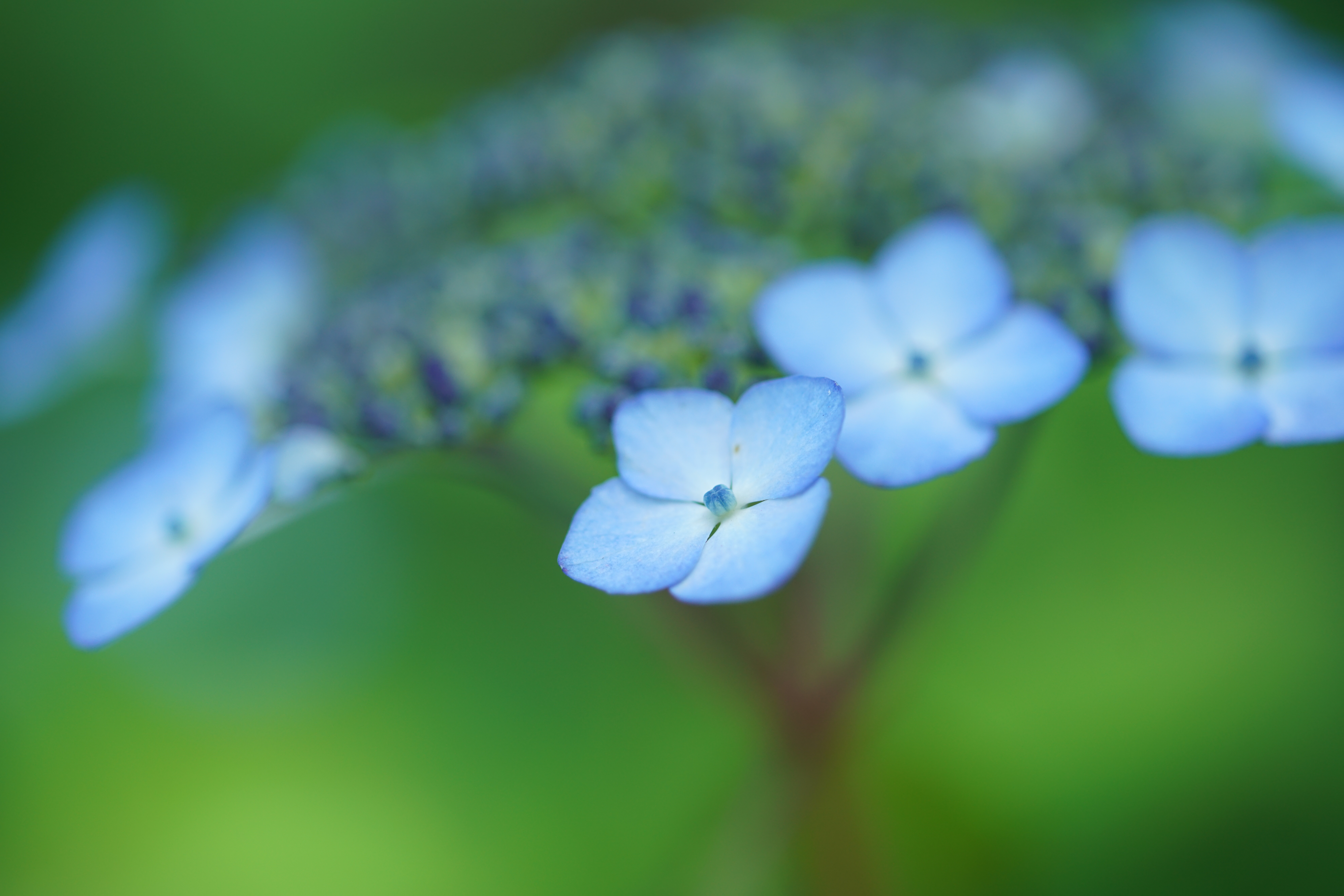 α7R II / 1/640秒 / F2.8 / ISO400 / 絞り優先AE / 90mm