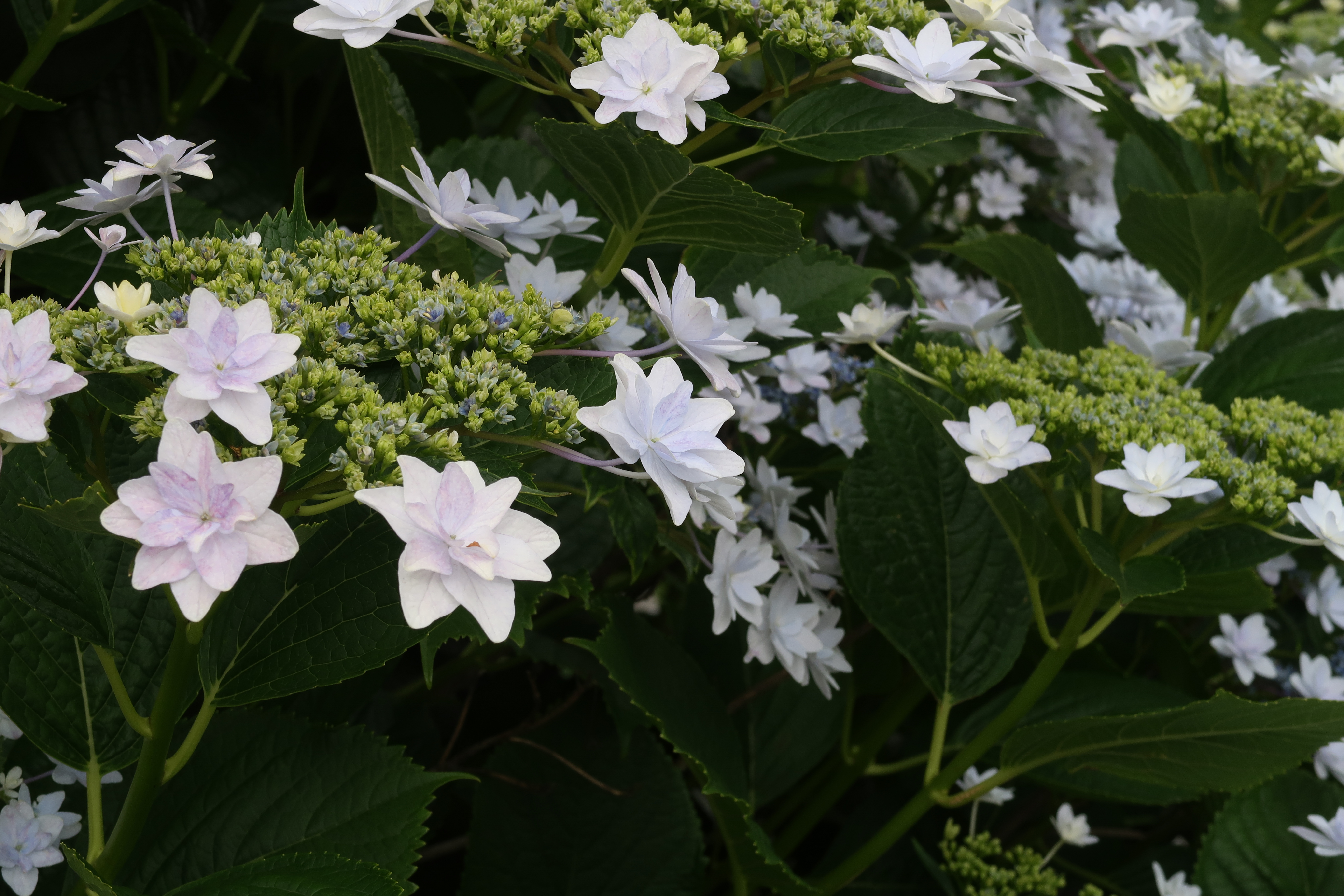 PowerShot G7 X Mark II / 絞り優先AE / 1/50秒 / F8 / -2/3EV / ISO125 / 36.8mm