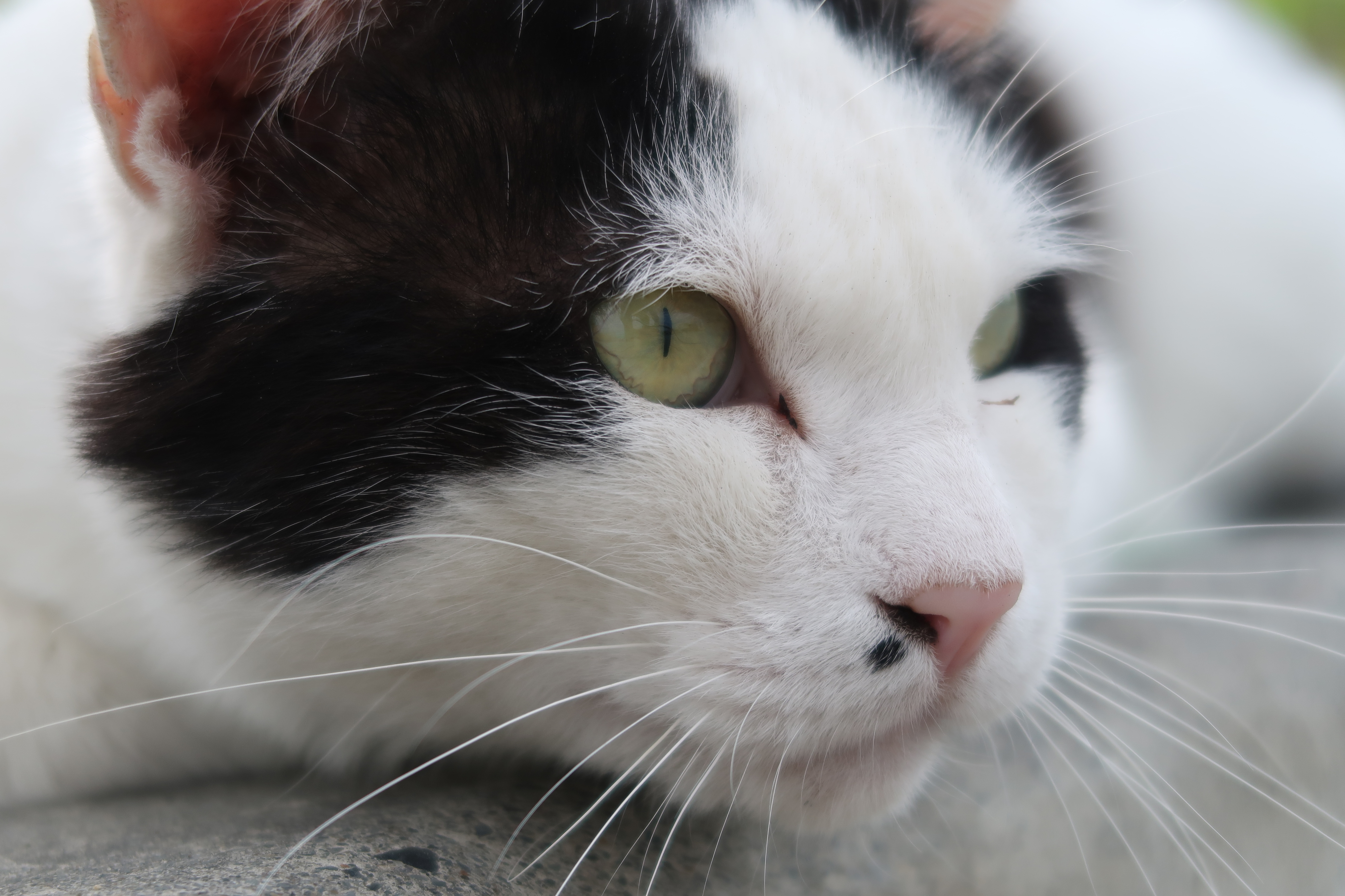 PowerShot G7 X Mark II / 絞り優先AE / 1/1,000秒 / F2.8 / -2/3EV / ISO125 / 36.8mm