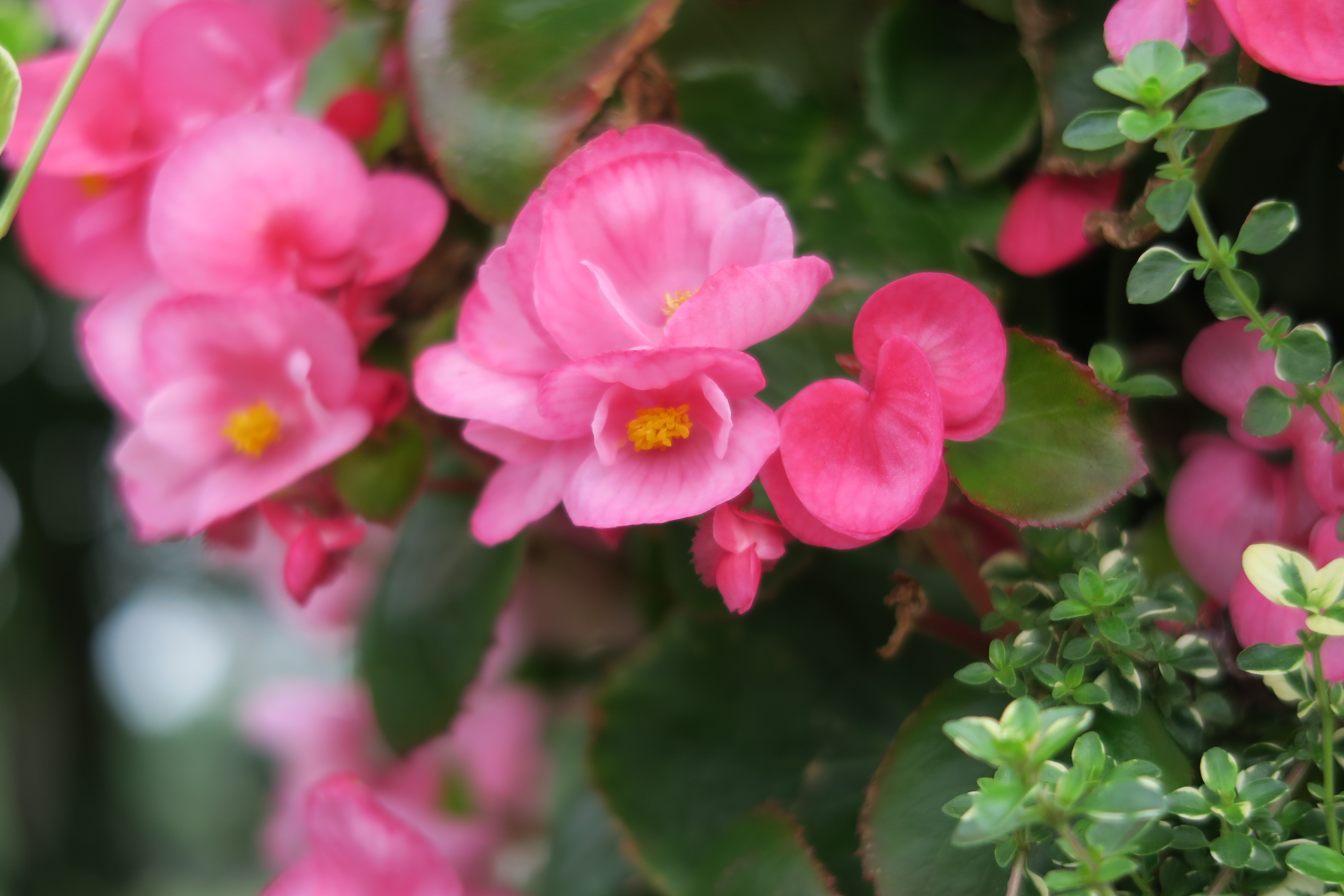 PowerShot G7 X Mark II /絞り優先AE / 1/320秒 / F2.8 /±0EV / ISO125 / 36.8mm