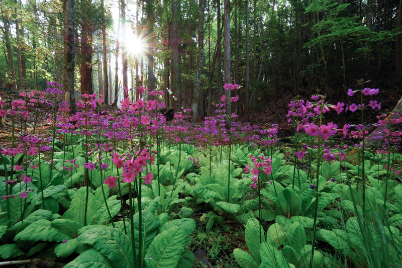 仏閣の屋根にある「九輪」に似ていることから名づけられたクリンソウ。木々の間から紅紫色の花を照らす朝の柔らかい光を、暖かい色味で表現。<br><span class="fnt-85">オリンパス PEN-F / M.ZUIKO DIGITAL ED 7-14mm F2.8 PRO / 7mm（14mm相当） /マニュアル露出（F8、1/60秒） / ISO 1000</span>