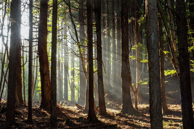 山間の森の中、放射冷却により薄い霧が発生していた。薄暗い森の中に太陽の光が差し込むことで光芒が現れた。その輝きをはっきりと描こうと思った。<br><span class="fnt-85">オリンパス PEN-F / M.ZUIKO DIGITAL ED 12-40mm F2.8 PRO / 40mm（80mm相当） / マニュアル露出（F8、1/40秒） / ISO 1000</span>