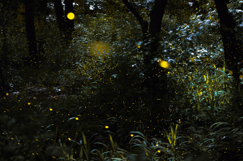 木々の隙間から月の光が差す風のない夜。その森の中で1匹のホタルが光り、連鎖しはじめた。数百のホタルが織り成す幻想的な光の風景。<br><span class="fnt-85">オリンパス PEN-F / M.ZUIKO DIGITAL ED 12-40mm F2.8 PRO /40mm（80mm相当） / マニュアル露出（F2.8、50秒） / ISO 1600</span>